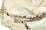 Fossil Oreodont (Merycoidodon) Skull - South Dakota #285131-2